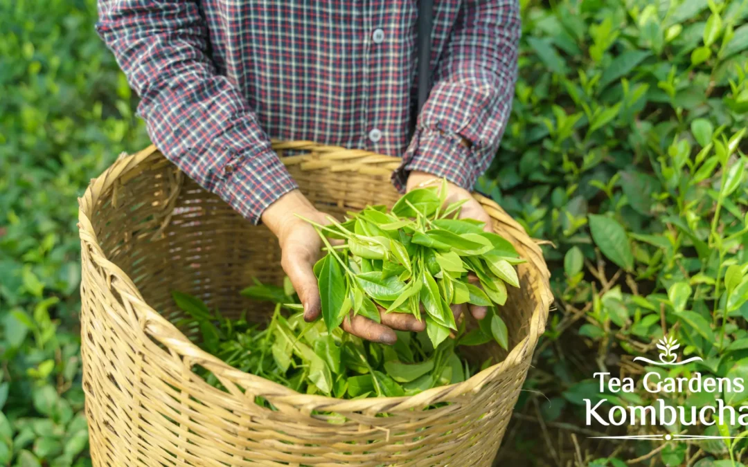 From Farm to Table: How Tea Gardens Sources the Best Ingredients for Our Kombucha