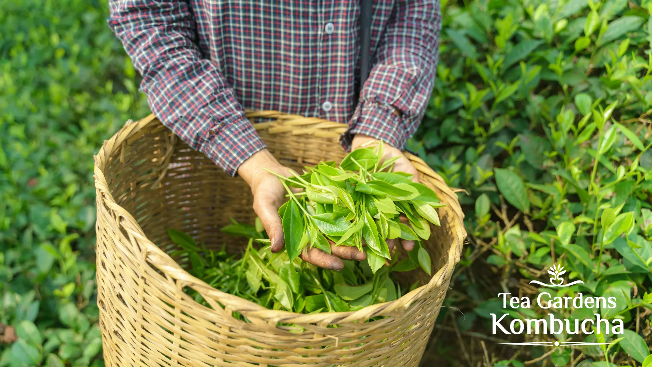 Organic Green Tea Freshly Picked - Tea Gardens Kombucha